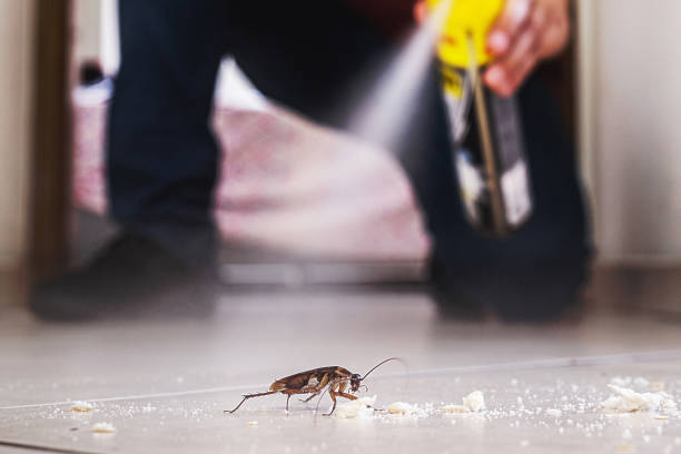 Flea Control Services in Round Lake Park, IL